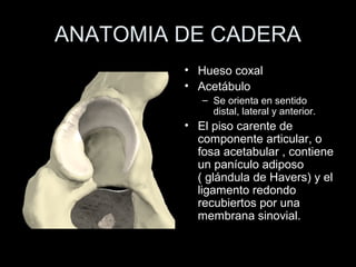 anatomiadecadera1.pdf