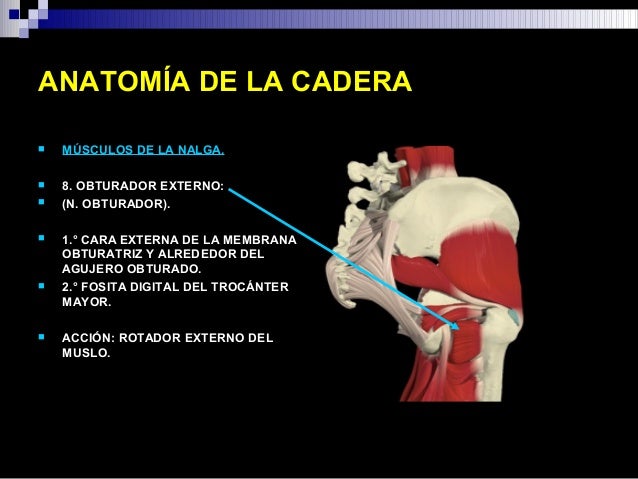 Anatomia de cadera (4)
