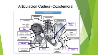 Articulación Cadera -Coxofemoral
 