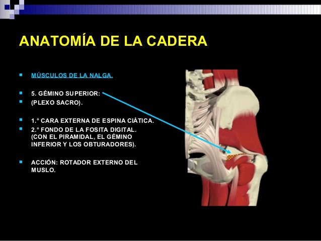 Anatomia de cadera y fx subt
