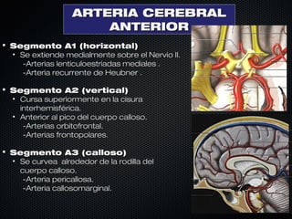 Anatomia De Cerebral Arterial PPT anatomia-de-cerebral-arterial-ppt