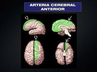 Anatomia de cerebral arterial 