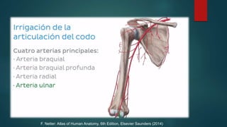 F. Netter: Atlas of Human Anatomy, 6th Edition, Elsevier Saunders (2014)
 