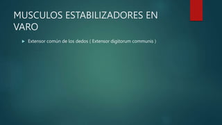 MUSCULOS ESTABILIZADORES EN
VARO
 Extensor común de los dedos ( Extensor digitorum communis )
 