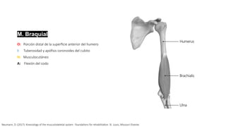 Anatomia del codo (enfasis en medicina de rehabilitacion) | PPTX