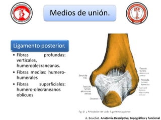 anatomiadecodokarina-160128230632.pdf