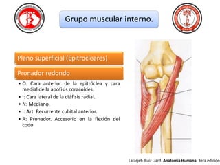 anatomia-de-codo-pdf