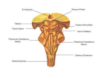 Anatomia de columna vertebral