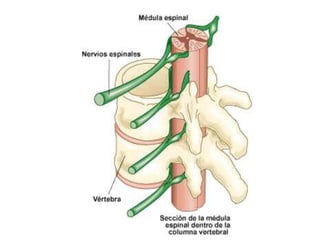 Anatomia de columna vertebral