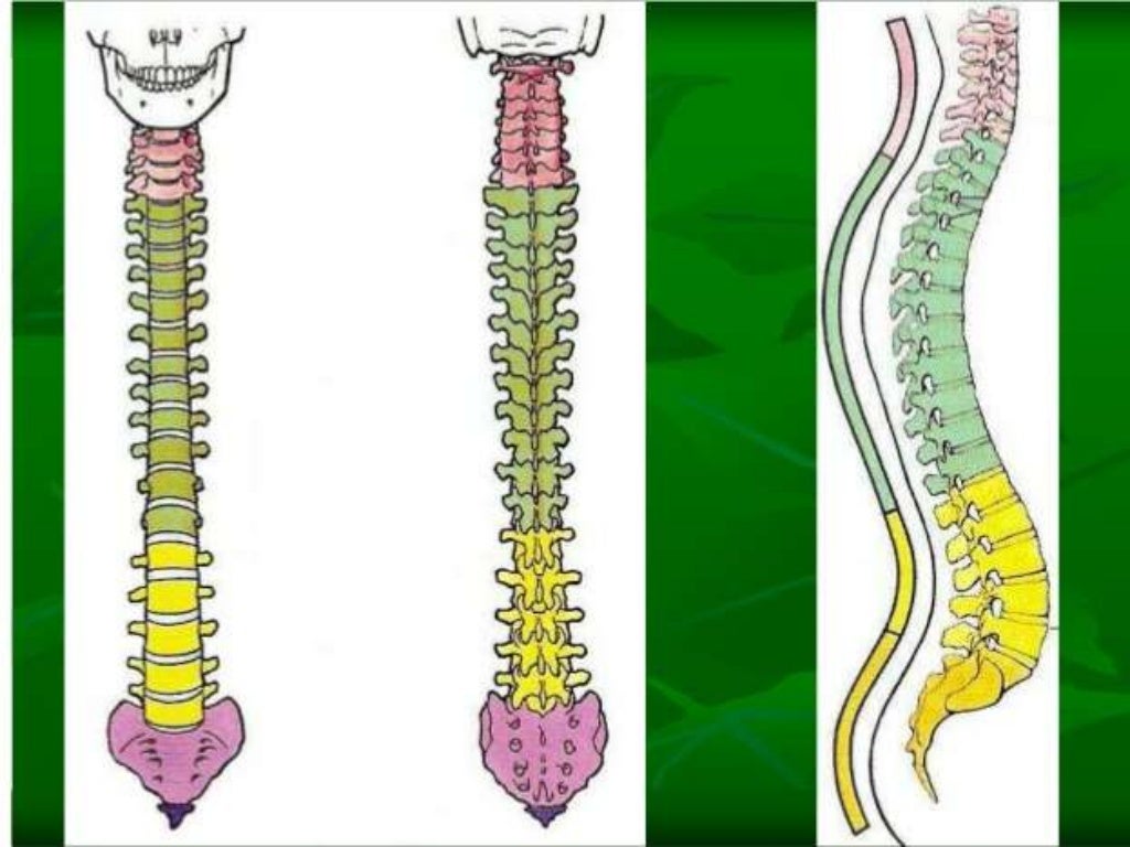 Relacionado Con La Columna Vertebral Anatomia de columna vertebral