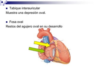  Tabique interauricular
Muestra una depresión oval.

 Fosa oval
Restos del agujero oval en su desarrollo
 