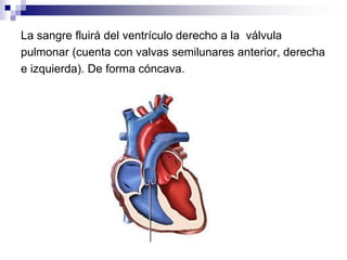 La sangre fluirá del ventrículo derecho a la válvula
pulmonar (cuenta con valvas semilunares anterior, derecha
e izquierda). De forma cóncava.
 