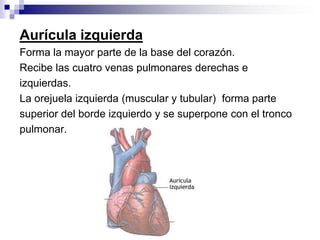 Aurícula izquierda
Forma la mayor parte de la base del corazón.
Recibe las cuatro venas pulmonares derechas e
izquierdas.
La orejuela izquierda (muscular y tubular) forma parte
superior del borde izquierdo y se superpone con el tronco
pulmonar.
 