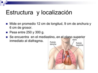 Estructura y localización
   Mide en promedio 12 cm de longitud, 9 cm de anchura y
    6 cm de grosor.
   Pesa entre 250 y 300 g.
   Se encuentra en el mediastino, en el plano superior
    inmediato al diafragma.
 