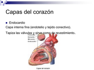 Anatomia de corazon | PDF