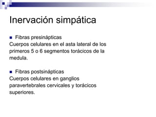 Inervación simpática
  Fibras presinápticas
Cuerpos celulares en el asta lateral de los
primeros 5 o 6 segmentos torácicos de la
medula.

 Fibras postsinápticas
Cuerpos celulares en ganglios
paravertebrales cervicales y torácicos
superiores.
 