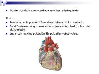    Dos tercios de la masa cardiaca se ubican a la izquierda.

Punta:
 Formada por la porción inferolateral del ventrículo izquierdo.
 Se sitúa detrás del quinto espacio intercostal izquierdo, a 9cm del
  plano medio.
 Lugar con máxima pulsación. Es palpable y observable.
 
