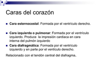 Caras del corazón
   Cara esternocostal: Formada por el ventrículo derecho.

   Cara izquierda o pulmonar: Formada por el ventrículo
    izquierdo. Produce la impresión cardiaca en cara
    interna del pulmón izquierdo
   Cara diafragmática: Formada por el ventrículo
    izquierdo y en parte por el ventículo derecho.
Relacionado con el tendón central del diafragma.
 