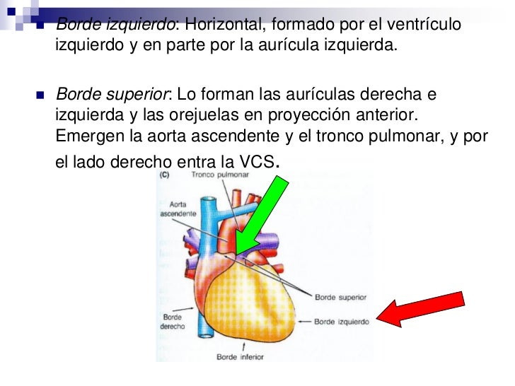 Anatomia de corazon