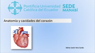 Anatomía y cavidades del corazón
Adrian Javier Vera Cando
 