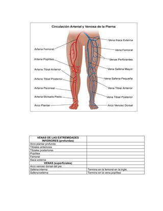 VENAS DE LAS EXTREMIDADES
           INFERIORES (profundas)
Arco plantar profundo
Tibiales anteriores
Tibiales posteriores
Poplítea
Femoral
Iliaca externa
             VENAS (superficiales)
Arco venoso dorsal del pie.
Safena interna                       Termina en la femoral en la ingle;
Safena externa                       Termina en la vena poplítea
 