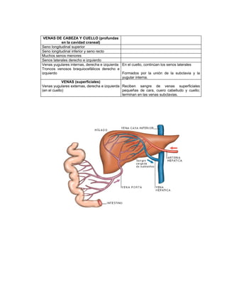 VENAS DE CABEZA Y CUELLO (profundas
             en la cavidad craneal)
Seno longitudinal superior
Seno longitudinal inferior y seno recto
Muchos senos menores
Senos laterales derecho e izquierdo
Venas yugulares internas, derecha e izquierda En el cuello, continúan los senos laterales
Troncos venosos braquiocefálicos derecho e
izquierdo                                     Formados por la unión de la subclavia y la
                                              yugular interna.
             VENAS (superficiales)
Venas yugulares externas, derecha e izquierda Reciben sangre de venas superficiales
(en el cuello)                                pequeñas de cara, cuero cabelludo y cuello;
                                              terminan en las venas subclavias.
 