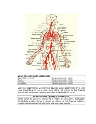 VENAS DE LOS ÓRGANOS ABDOMINALES
Espermática (u ovárica)              Drena en la vena cava inferior
Renal                                Drena en la vena cava inferior
Hepática                             Drena en la vena cava inferior
Suprarrenal                          Drena en la vena cava inferior

Las venas espermáticas y suprarrenal izquierda suelen desembocar en la vena
renal izquierda y no en la vena cava inferior; el retorno de los órganos
abdominales del aparato digestivo se explica en la circulación portal.

                  VENAS DE LOS ÓRGANOS TORACICOS
Varias venas de pequeño calibre, de la índole de bronquiales, esofágicas,
pericárdicas y otras, llevan la sangre de retorno de los órganos torácicos
(excepto las pulmonares) directamente a la vena cava superior.
 