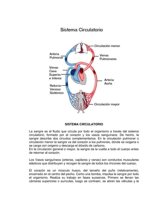 SISTEMA CIRCULATORIO

La sangre es el fluido que circula por todo el organismo a través del sistema
circulatorio, formado por el corazón y los vasos sanguíneos. De hecho, la
sangre describe dos circuitos complementarios. En la circulación pulmonar o
circulación menor la sangre va del corazón a los pulmones, donde se oxigena o
se carga con oxigeno y descarga el dióxido de carbono.
En la circulación general o mayor, la sangre da la vuelta a todo el cuerpo antes
de retornar al corazón.

Los Vasos sanguíneos (arterias, capilares y venas) son conductos musculares
elásticos que distribuyen y recogen la sangre de todos los rincones del cuerpo.

El corazón es un músculo hueco, del tamaño del puño (relativamente),
encerrado en el centro del pecho. Como una bomba, impulsa la sangre por todo
el organismo. Realiza su trabajo en fases sucesivas. Primero se llenan las
cámaras superiores o aurículas, luego se contraen, se abren las válvulas y la
 