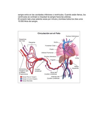 sangre entra en las cavidades inferiores o ventrículos. Cuando están llenos, los
ventrículos se contraen e impulsan la sangre hacia las arterias.
El corazón late unas setenta veces por minuto y bombea todos los días unos
10.000 litros de sangre.
 