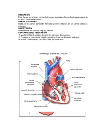 IRRIGACIÓN
Esta da por las arterias pericardiofrenicas, arterias músculo frenicas ramas de la
toráxico o mamaria interna.
DRENAJE VENOSO
Dado por las venas pericardio frenicas que desembocan en las venas torácicas
internas.
INNERVACIÓN
Proceden de los nervios vagos y frenitos.
FUNCIONES DEL PERICARDIO
 Mantener fijo el corazón durante los cambios de posición.
 Proteger el corazón de fricción con otros órganos de pared torácica.
 Actuar como barrera de infecciones intratoracicas.
 