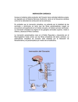 INERVACIÓN CARDIACA

Aunque el sistema éxito-conductor del Corazón tiene actividad eléctrica propia,
es regulado por el Sistema Nervioso Autónomo, tanto en la frecuencia cardiaca
como en la velocidad de conducción de los estímulos.

Es probable que la inervación simpática, se extienda por la totalidad de las
aurículas y ventrículos en tanto que las fibras parasimpáticas (vagal) se
encuentran principalmente en el nódulo sinusal y el nódulo aurículo ventricular.
La inervación simpática se origina en los ganglios cervicales superior, medio e
inferior y alcanza el Plexo Cardíaco.

La inervación parasimpática nace en el Bulbo Raquídeo y desciende por el
Neumogástrico hasta unirse con las fibras simpáticas del plexo cardíaco. La
estimulación simpática de Corazón está mediada por la liberación de
Noradrenalina y la parasimpática por medio de la Acetilcolina.
 