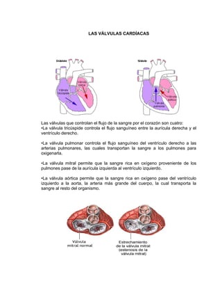 LAS VÁLVULAS CARDÍACAS




Las válvulas que controlan el flujo de la sangre por el corazón son cuatro:
•La válvula tricúspide controla el flujo sanguíneo entre la aurícula derecha y el
ventrículo derecho.

•La válvula pulmonar controla el flujo sanguíneo del ventrículo derecho a las
arterias pulmonares, las cuales transportan la sangre a los pulmones para
oxigenarla.

•La válvula mitral permite que la sangre rica en oxígeno proveniente de los
pulmones pase de la aurícula izquierda al ventrículo izquierdo.

•La válvula aórtica permite que la sangre rica en oxígeno pase del ventrículo
izquierdo a la aorta, la arteria más grande del cuerpo, la cual transporta la
sangre al resto del organismo.
 