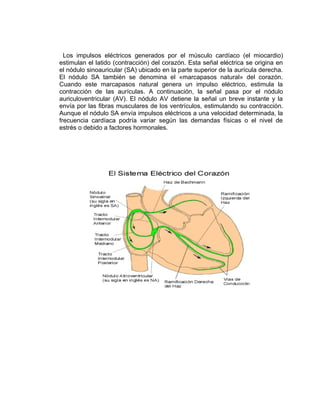 Los impulsos eléctricos generados por el músculo cardíaco (el miocardio)
estimulan el latido (contracción) del corazón. Esta señal eléctrica se origina en
el nódulo sinoauricular (SA) ubicado en la parte superior de la aurícula derecha.
El nódulo SA también se denomina el «marcapasos natural» del corazón.
Cuando este marcapasos natural genera un impulso eléctrico, estimula la
contracción de las aurículas. A continuación, la señal pasa por el nódulo
auriculoventricular (AV). El nódulo AV detiene la señal un breve instante y la
envía por las fibras musculares de los ventrículos, estimulando su contracción.
Aunque el nódulo SA envía impulsos eléctricos a una velocidad determinada, la
frecuencia cardíaca podría variar según las demandas físicas o el nivel de
estrés o debido a factores hormonales.
 
