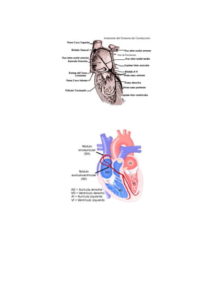 Anatomia de corazon y arterias