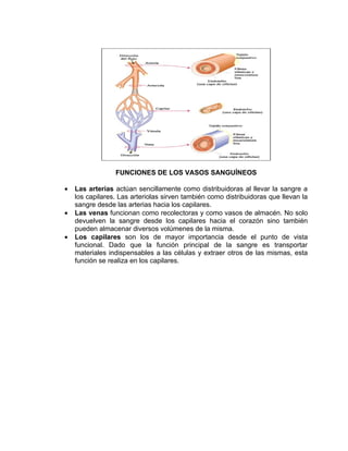 FUNCIONES DE LOS VASOS SANGUÍNEOS

•   Las arterias actúan sencillamente como distribuidoras al llevar la sangre a
    los capilares. Las arteriolas sirven también como distribuidoras que llevan la
    sangre desde las arterias hacia los capilares.
•   Las venas funcionan como recolectoras y como vasos de almacén. No solo
    devuelven la sangre desde los capilares hacia el corazón sino también
    pueden almacenar diversos volúmenes de la misma.
•   Los capilares son los de mayor importancia desde el punto de vista
    funcional. Dado que la función principal de la sangre es transportar
    materiales indispensables a las células y extraer otros de las mismas, esta
    función se realiza en los capilares.
 