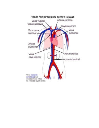 VASOS PRINCIPALES DEL CUERPO HUMANO
 