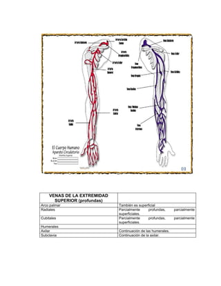 VENAS DE LA EXTREMIDAD
      SUPERIOR (profundas)
Arco palmar                  También es superficial
Radiales                     Parcialmente     profundas,      parcialmente
                             superficiales.
Cubitales                    Parcialmente     profundas,      parcialmente
                             superficiales.
Humerales
Axilar                       Continuación de las humerales.
Subclavia                    Continuación de la axilar.
 