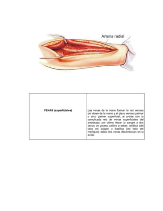 VENAS (superficiales)   Las venas de la mano forman la red venosa
                        del dorso de la mano y el plexo venoso palmar
                        o arco palmar superficial; al unirse con la
                        complicada red de venas superficiales del
                        antebrazo, por ultimo llevan la sangre a dos
                        venas de grueso calibre a saber: cefálica (del
                        lado del pulgar) y basílica (del lado del
                        meñique); estas dos venas desembocan en la
                        axilar.
 