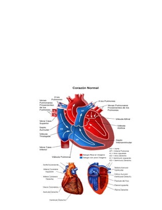 Anatomia de corazon y arterias