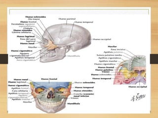 Anatomia de craneo
