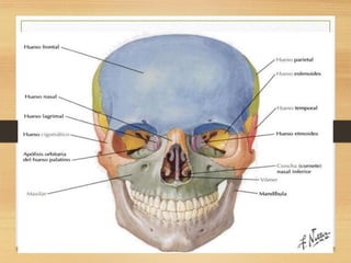 Anatomia de craneo