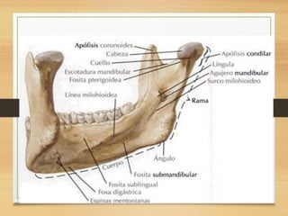 Anatomia de craneo