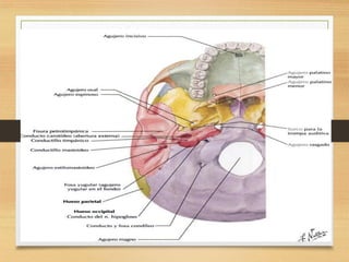 Anatomia de craneo