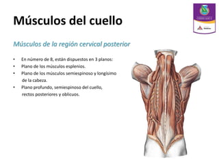 Músculos del cuello
Músculos de la región cervical posterior
• En número de 8, están dispuestos en 3 planos:
• Plano de los músculos esplenios.
• Plano de los músculos semiespinoso y longísimo
de la cabeza.
• Plano profundo, semiespinoso del cuello,
rectos posteriores y oblicuos.
 