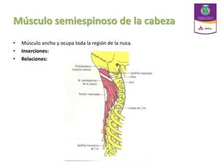 Músculo semiespinoso de la cabeza
• Músculo ancho y ocupa toda la región de la nuca.
• Inserciones:
• Relaciones:
 