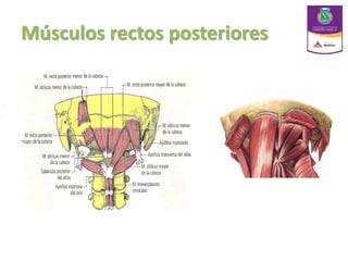 Músculos rectos posteriores
 
