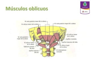 Músculos oblicuos
 