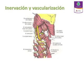 Inervación y vascularización
 