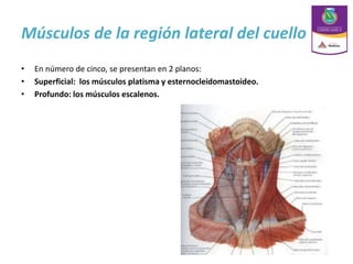 Músculos de la región lateral del cuello
• En número de cinco, se presentan en 2 planos:
• Superficial: los músculos platisma y esternocleidomastoideo.
• Profundo: los músculos escalenos.
 