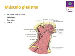 Músculo platisma
• Inserción y descripción
• Relaciones
• Inervación
• Acción
 